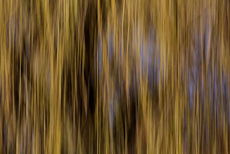 Weeping Willow_Iain  Blacklaw_open.jpg - Weping Willow